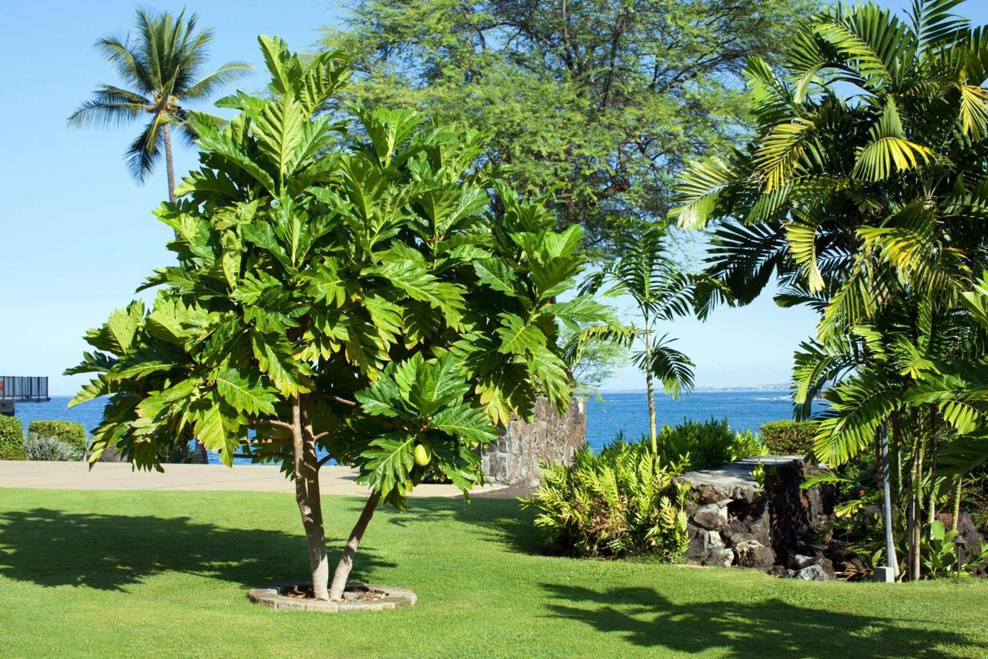Resort Sheraton Kona Resort&spa Kailua-Kona